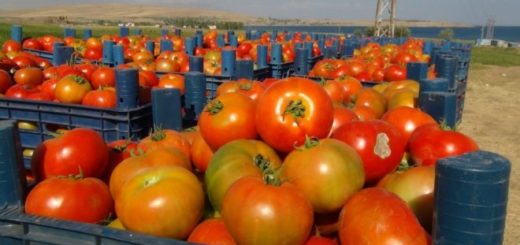 tomates Maroc.jpg